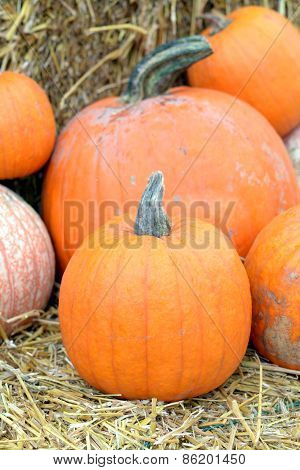 Pumpkin