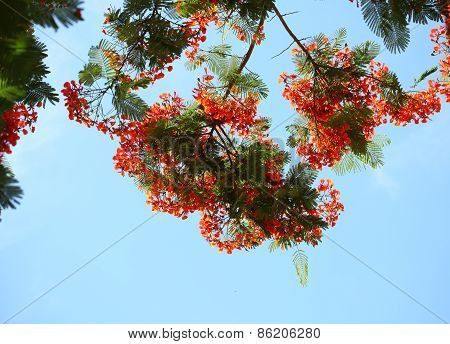 Delonix Regia Tree