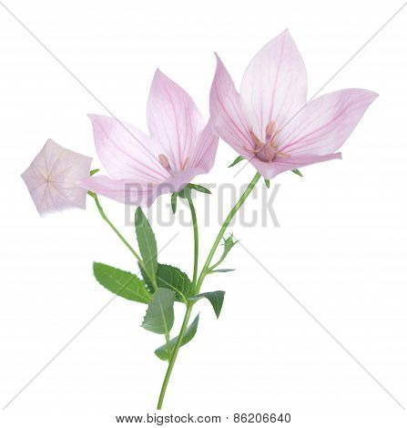 Pink Platycodon Grandiflorus