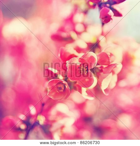 pretty spring tree flowers blooming in the spring toned with a retro vintage instagram filter effect app or action
