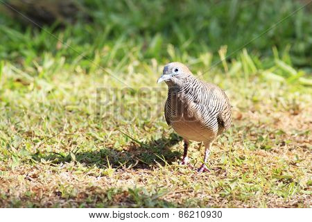 Peaceful dove on the grass.