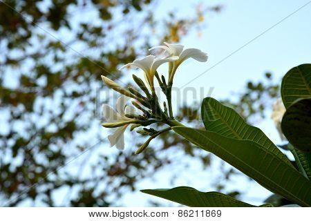 Spring Flowers