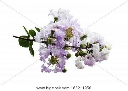 Lagerstroemia Indica Flower Isolated