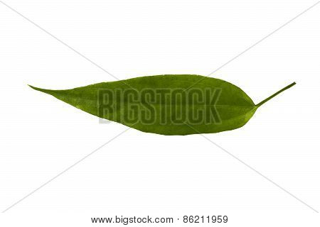 Laurel Clock Vine Leaf