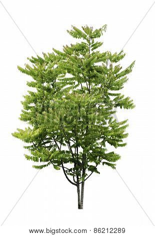Star Gooseberry Tree Isolated
