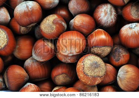 Hazeknuts Close Up