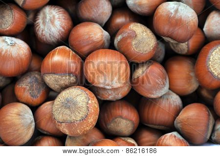 Hazeknuts Close Up