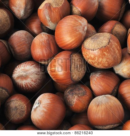 Many Hazeknuts Close Up