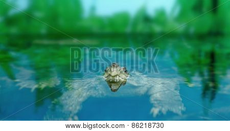 Freshwater Exotic Turtles Matamata