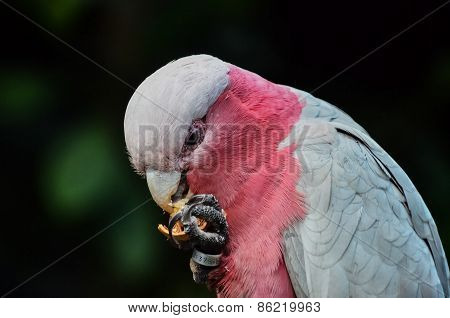 Parrot Tropical Bird