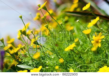 Yellow Folwer