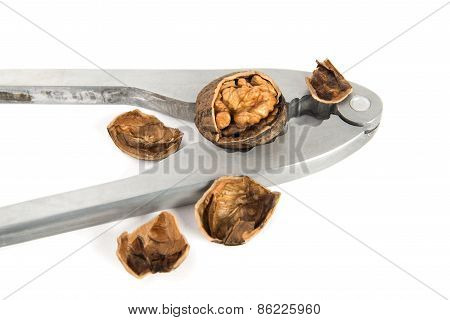 Nippers For Splitting Of Walnuts