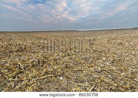 Stubble Field After Corn