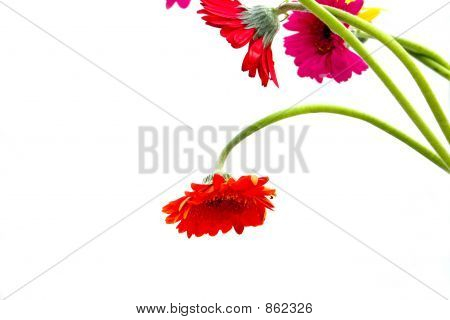 Arte floral Margarida
