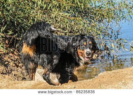 Swiss Bernese Mountain Dog (bernese Sennenhund) Playing In The Water