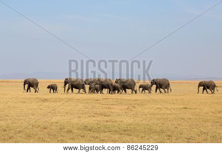 elephants in Africa