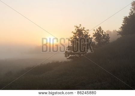 Foggy Morning On Polish Meadow