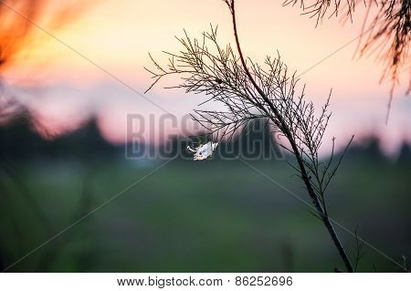 Dry Plant Closeup