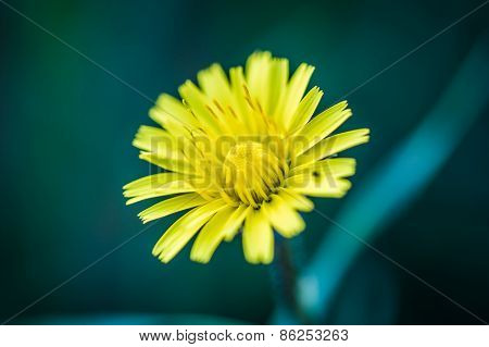 Yellow Blossoming Flower Close-up