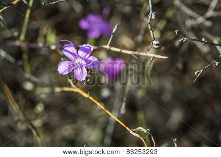 Purple Blossoming Flower