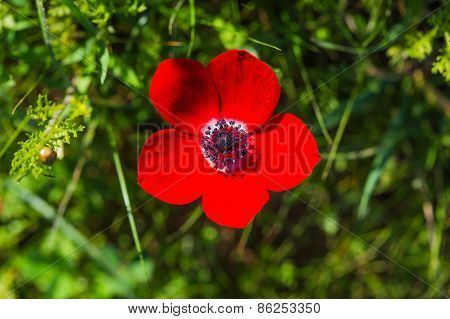 Blossoming Red Flower