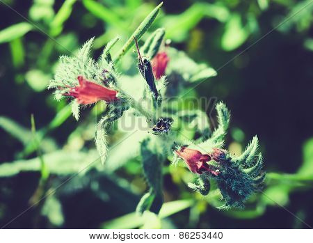 Blooming Flower In The Sunlight