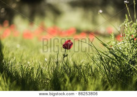 Red Poppy Flower