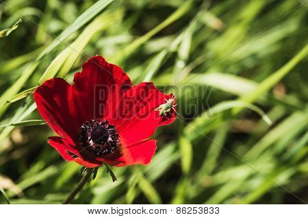 Grasshopper On Poppy Petals