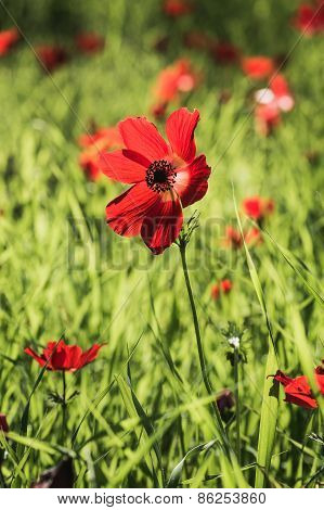 Open Flower Red Poppies