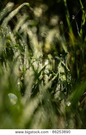 Background Of Green Grass