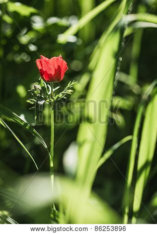 Flowering Red Flower