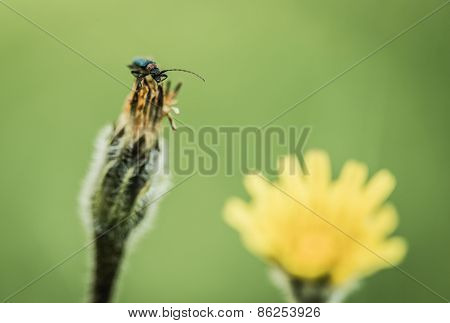 Insect Beetle On Inflorescence Flower