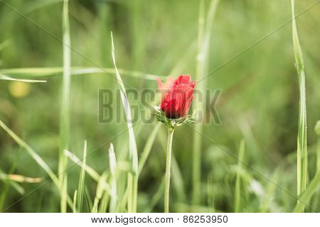 Red Poppies