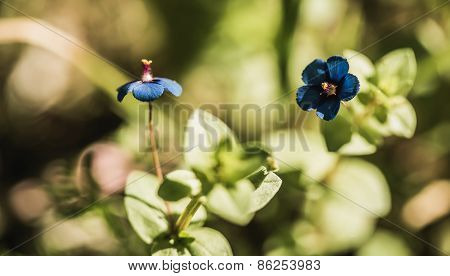 Blue Blossoming Flowers
