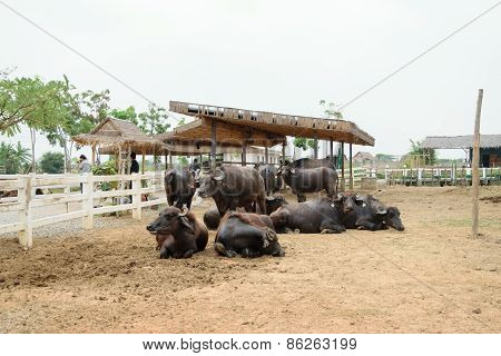 Murrah buffalo