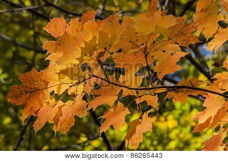 Maple Leaves in Fall