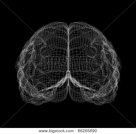Wire-frame of brain with occipital region