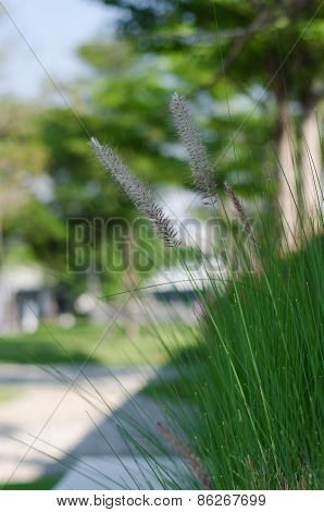 Grass Flowers
