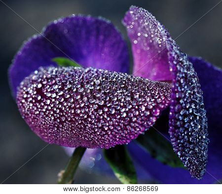 Dew drops on orchid