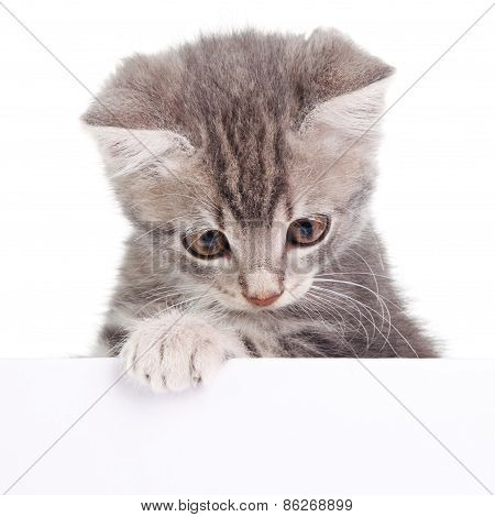 gray cat with white board