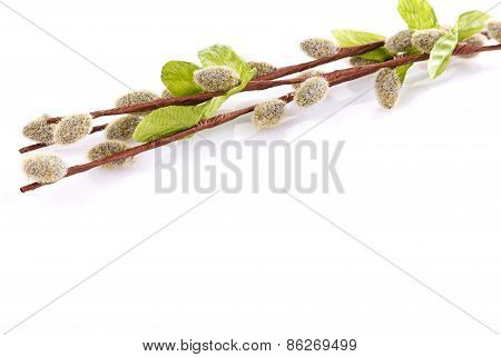 willow branches
