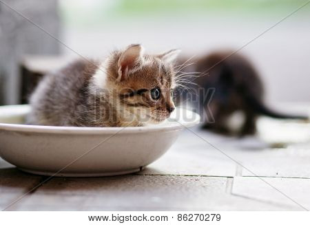 kitten sitting in a white plate