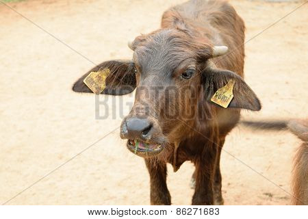 Murrah buffalo