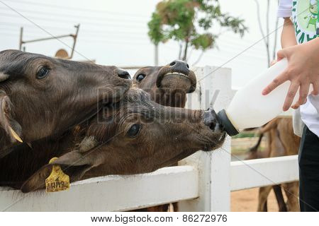 Murrah buffalo