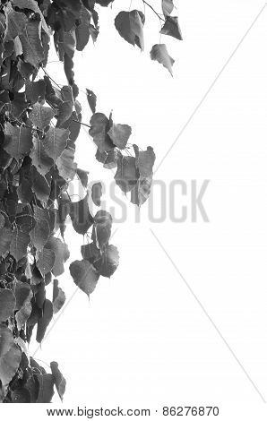 Sacred Fig Tree Leaves