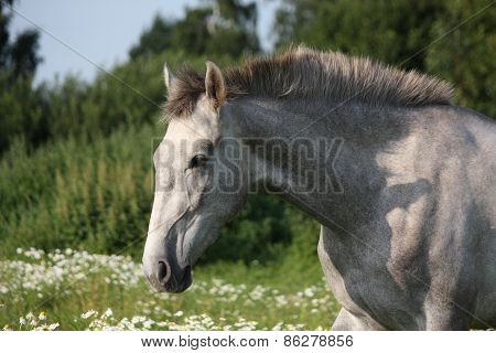 Andalusian Gray Young Horse Portrait In Summer