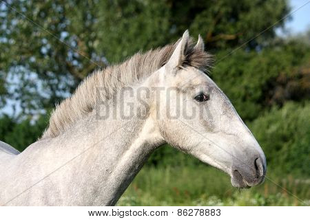 Andalusian Gray Young Horse Portrait In Summer