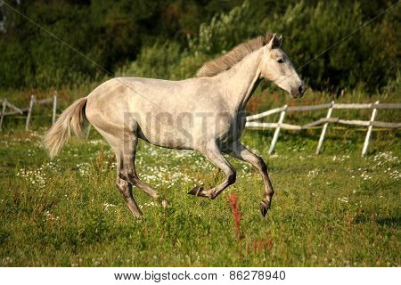 Young Gray Andalusian Spanish Horse Galloping Free