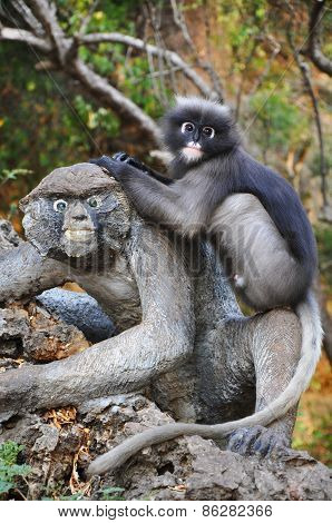 Dusky Leaf Monkey.