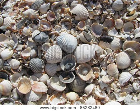 shells